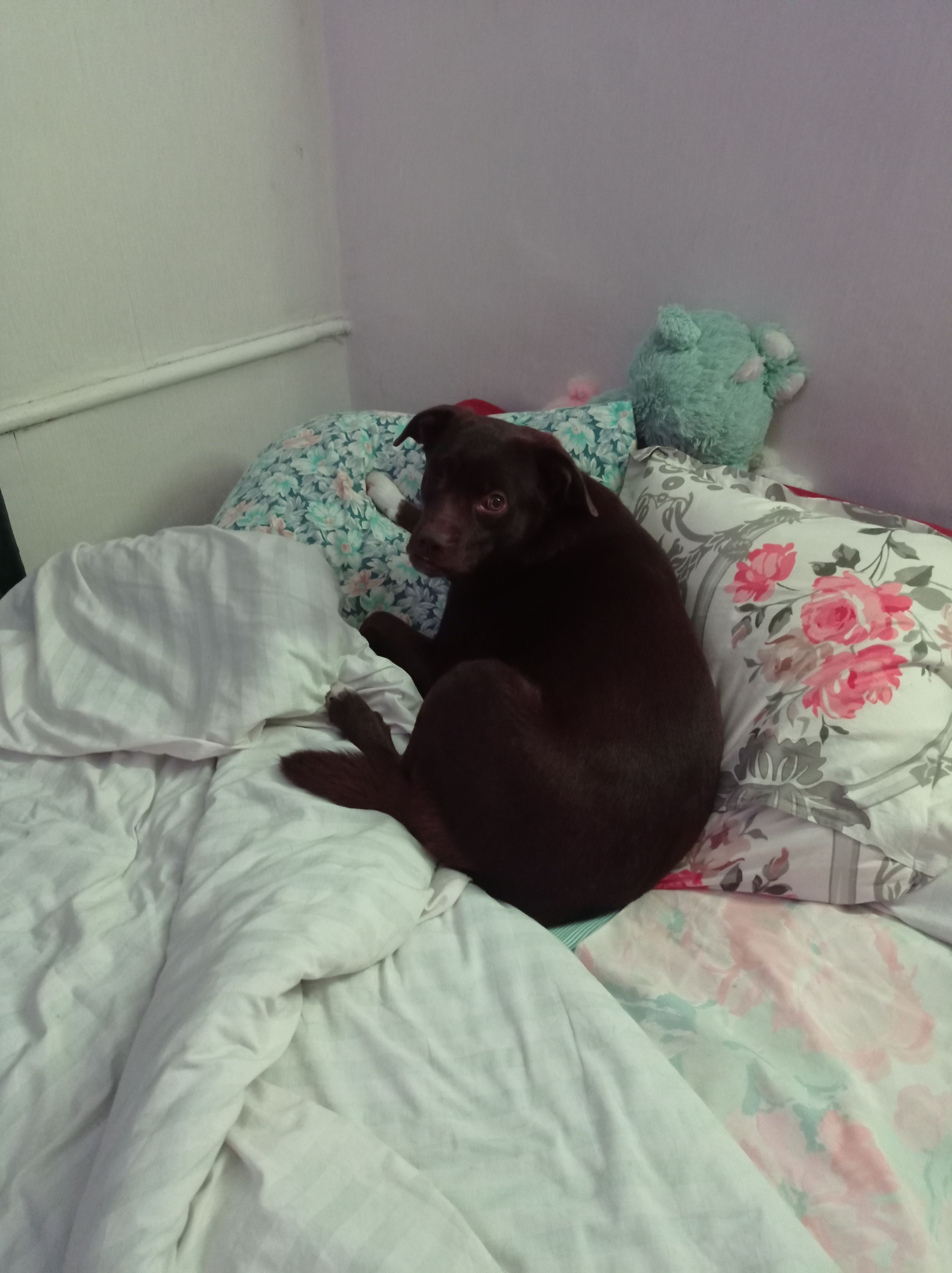 Зникла шоколадна собака з білою грудкою