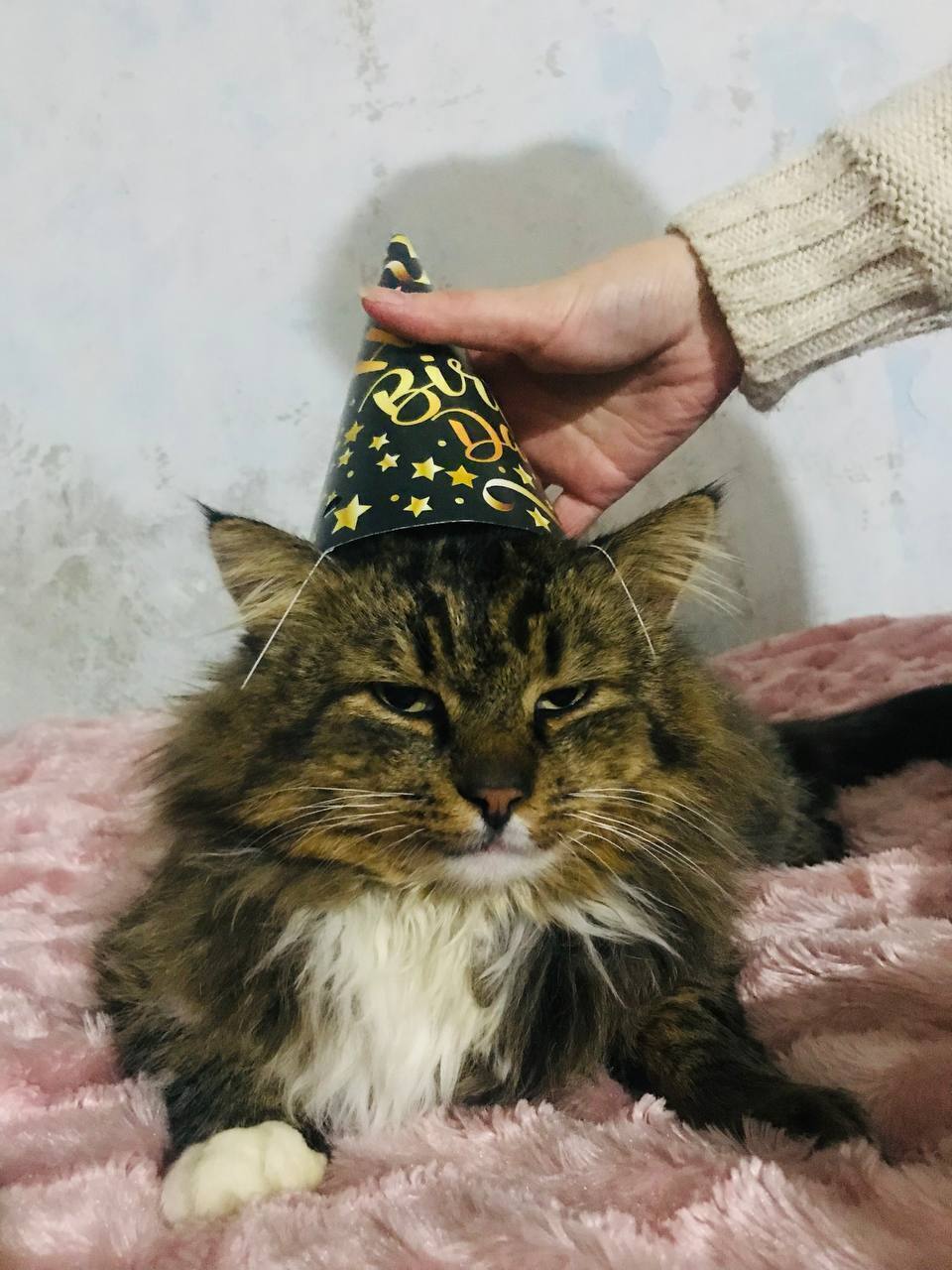 Зник пухнастий кіт! Винагорода 5000 грн