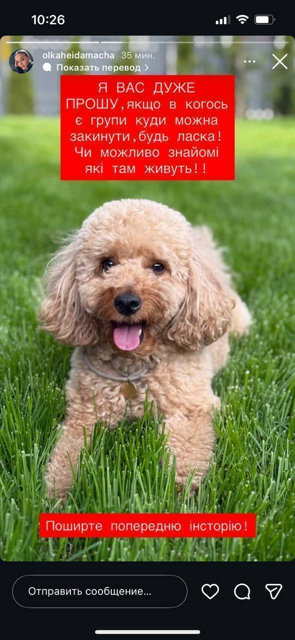 Зникла собака Марс у Великих Дмитровичах