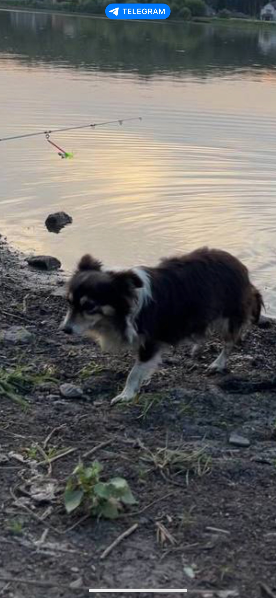 Зникла собака Жуля в Шаровечці, допоможіть!