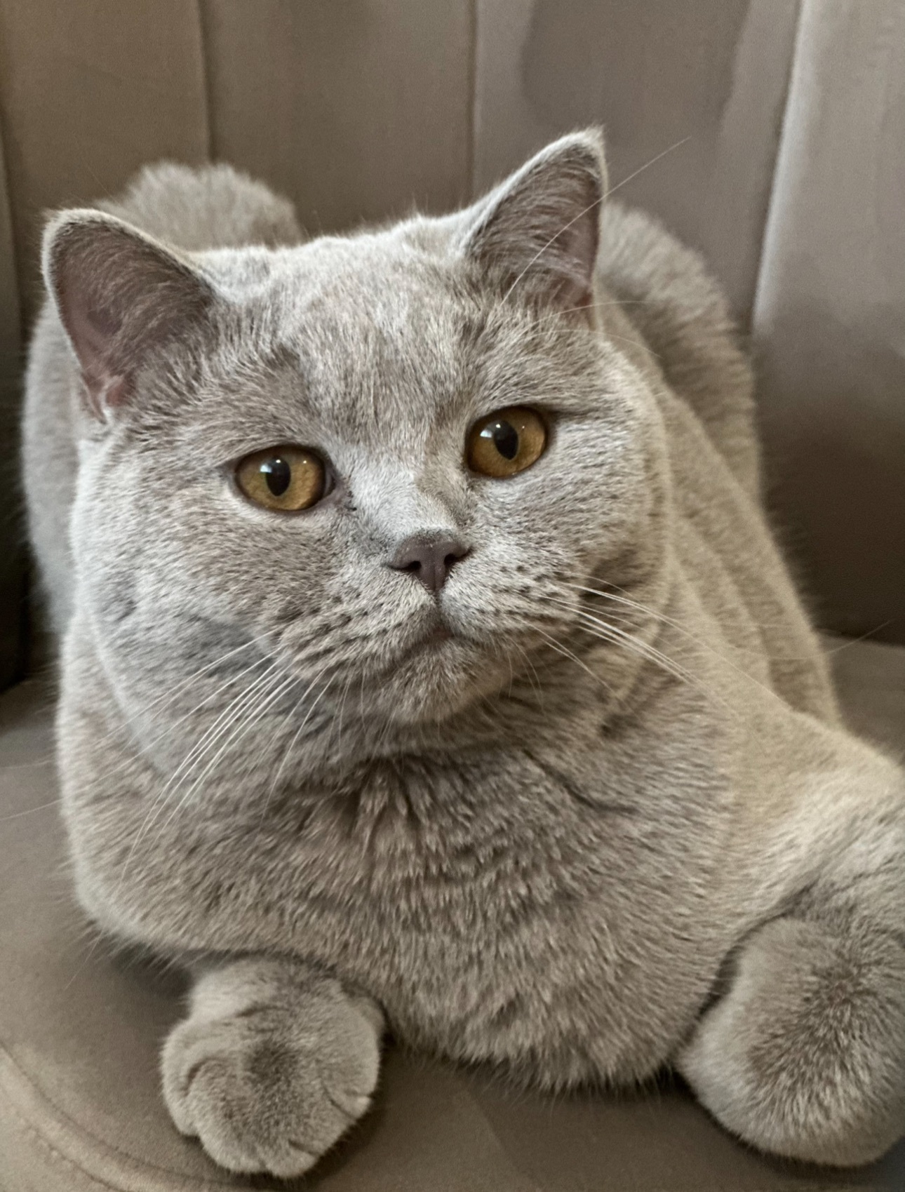 Зник пухнастий кіт Томік: винагорода 10,000 грн