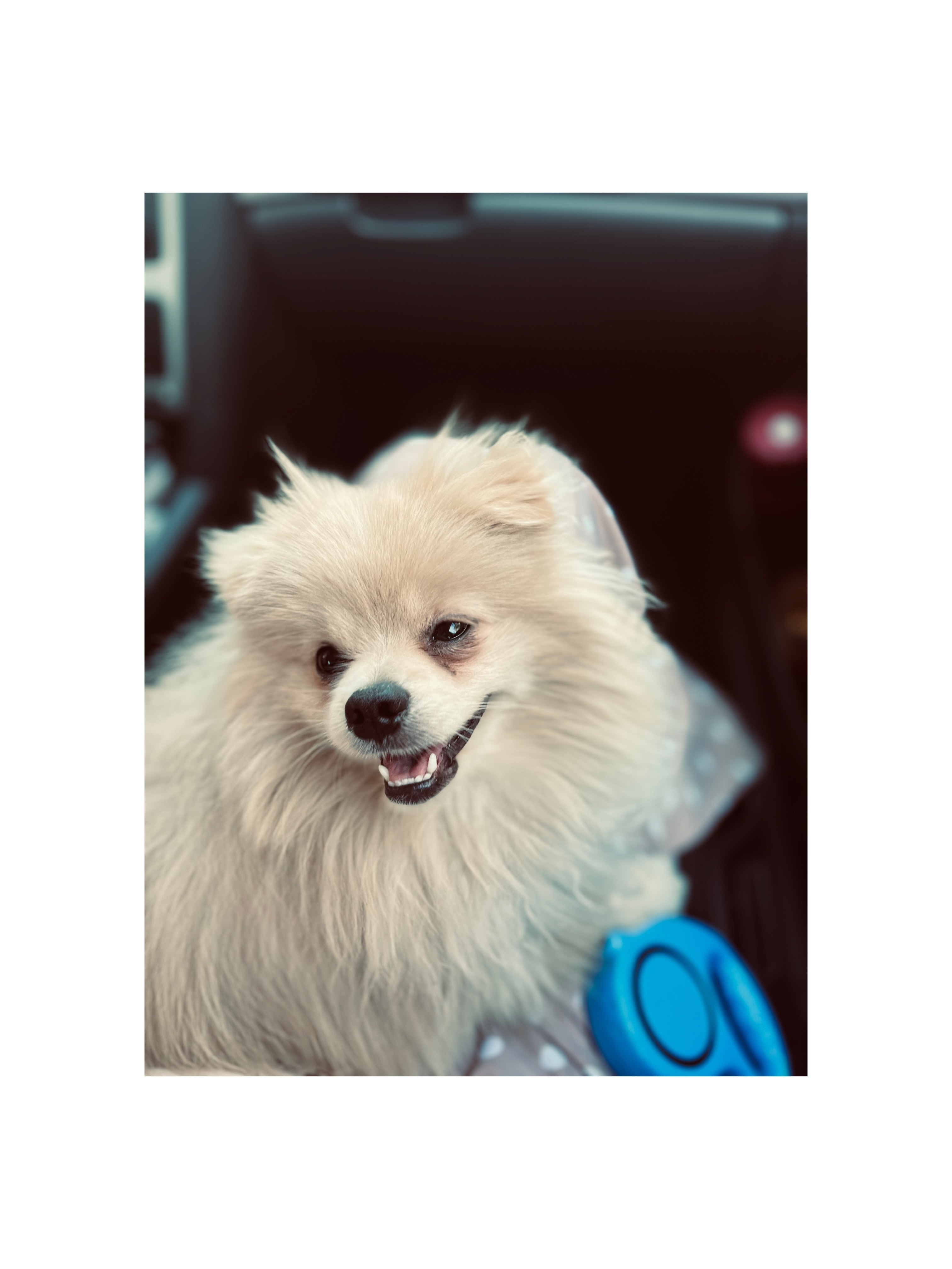 Зникла собака Лексус на Курбаса, Київ