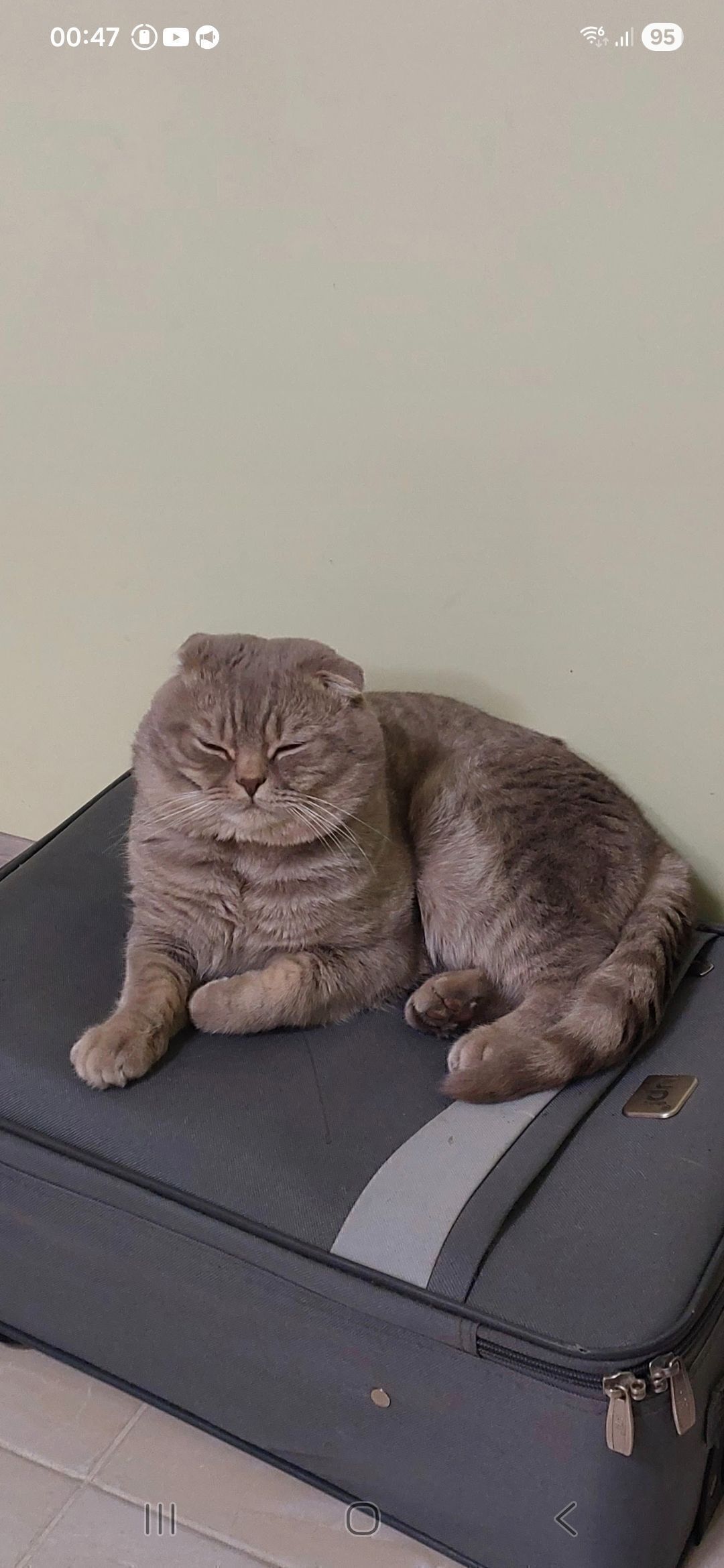 Зникла бежева вислоушка на Коновальця