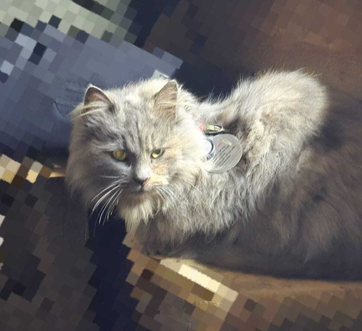 Зникла кішка О-041706: Солонянська громада