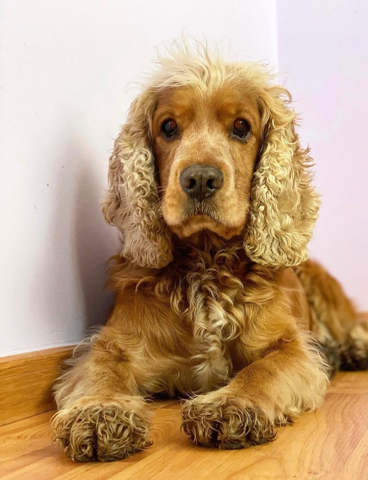 Зникла сліпа собака: рудий кокер у Сокільниках