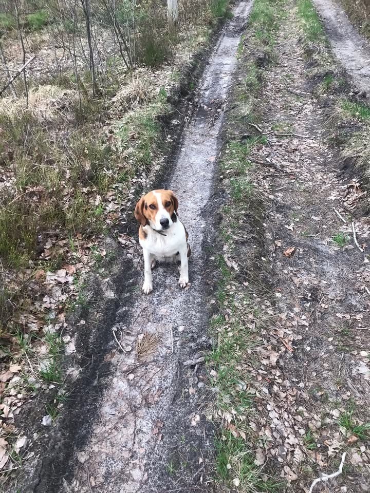 Зникла неагресивна собака в Шепетівці