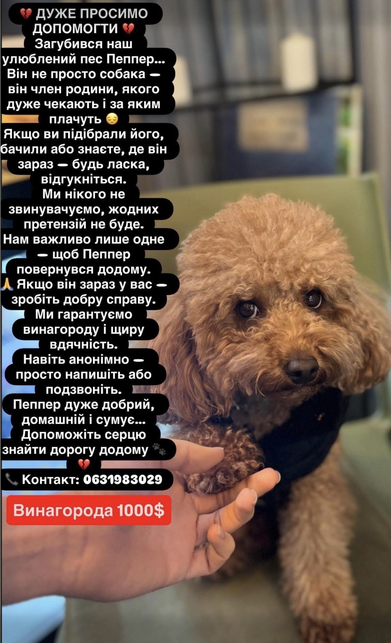 Зник рудий той пудель Пеппер: допоможіть знайти!