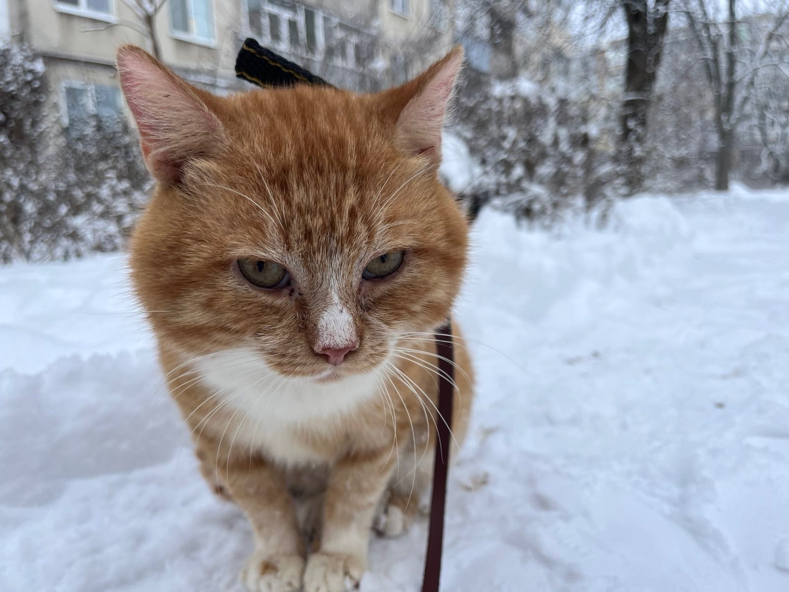 Зникла кішка Вася: Полтава, Великотирнівська