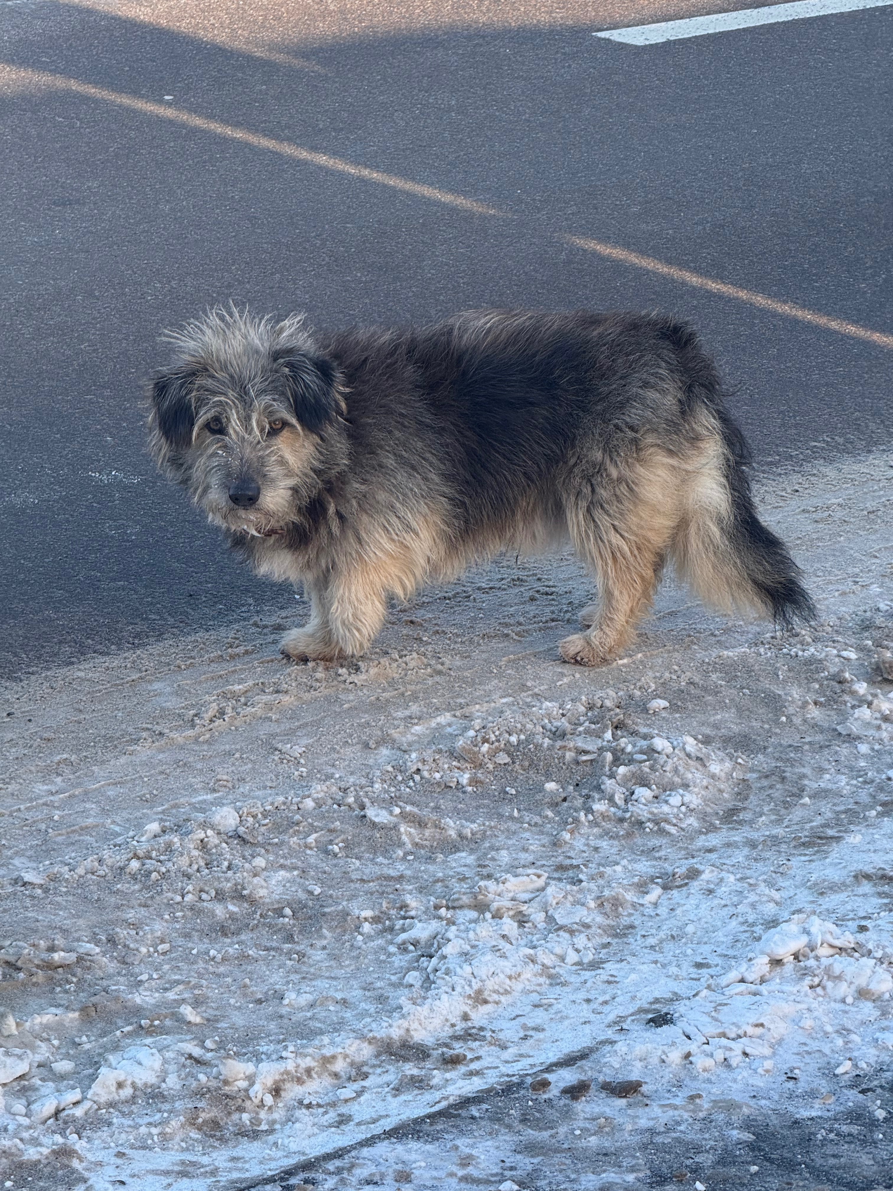 Пес, 3-6 років має червоний нашийник . Бігає роздивляється людей не підпускає до себе . Часто стоїть посеред дороги і не реагує на проїзжаючі автівки.
