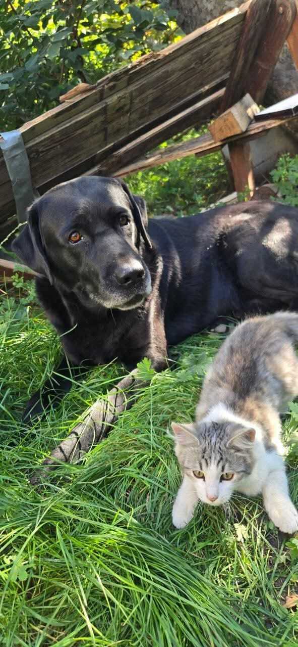 Зникла собака: чорний лабрадор у Львові