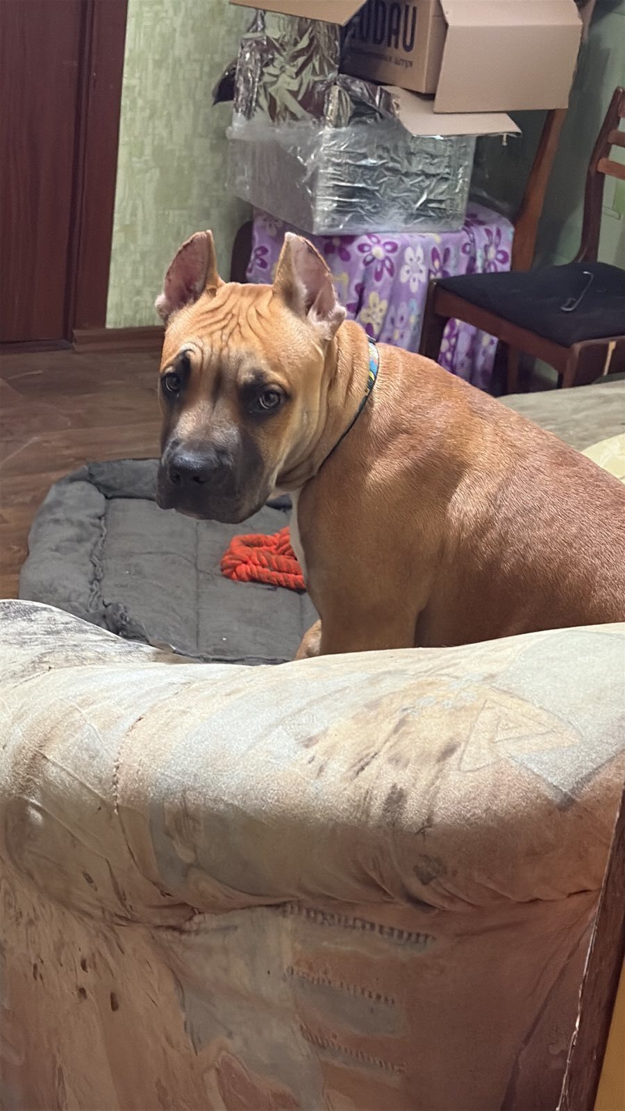 Зникла рудий пес з особливими прикметами