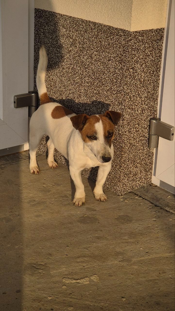 Зникла собака: джек рассел на Молодіжній