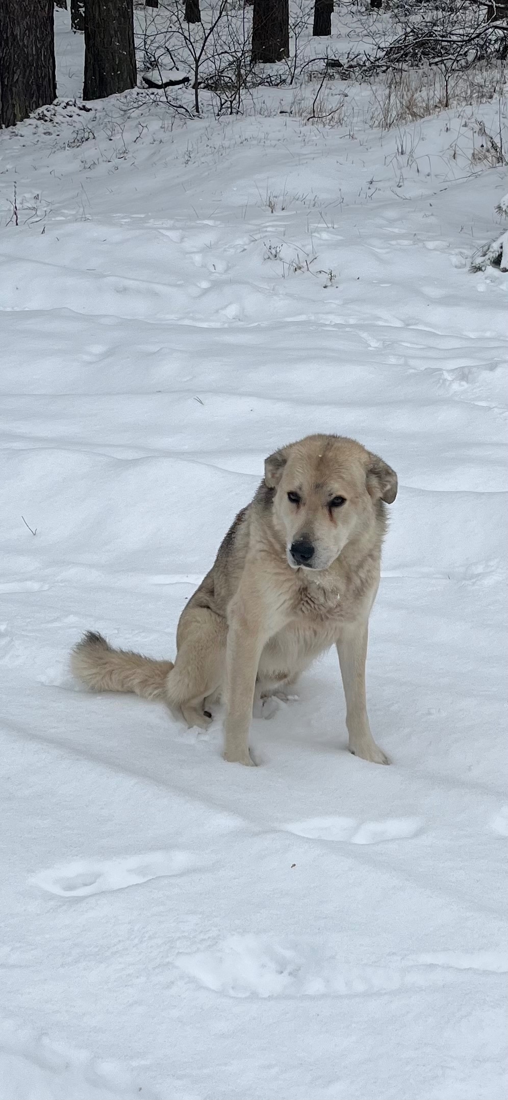 Знайдено доброго алабая біля М-03, Терешки