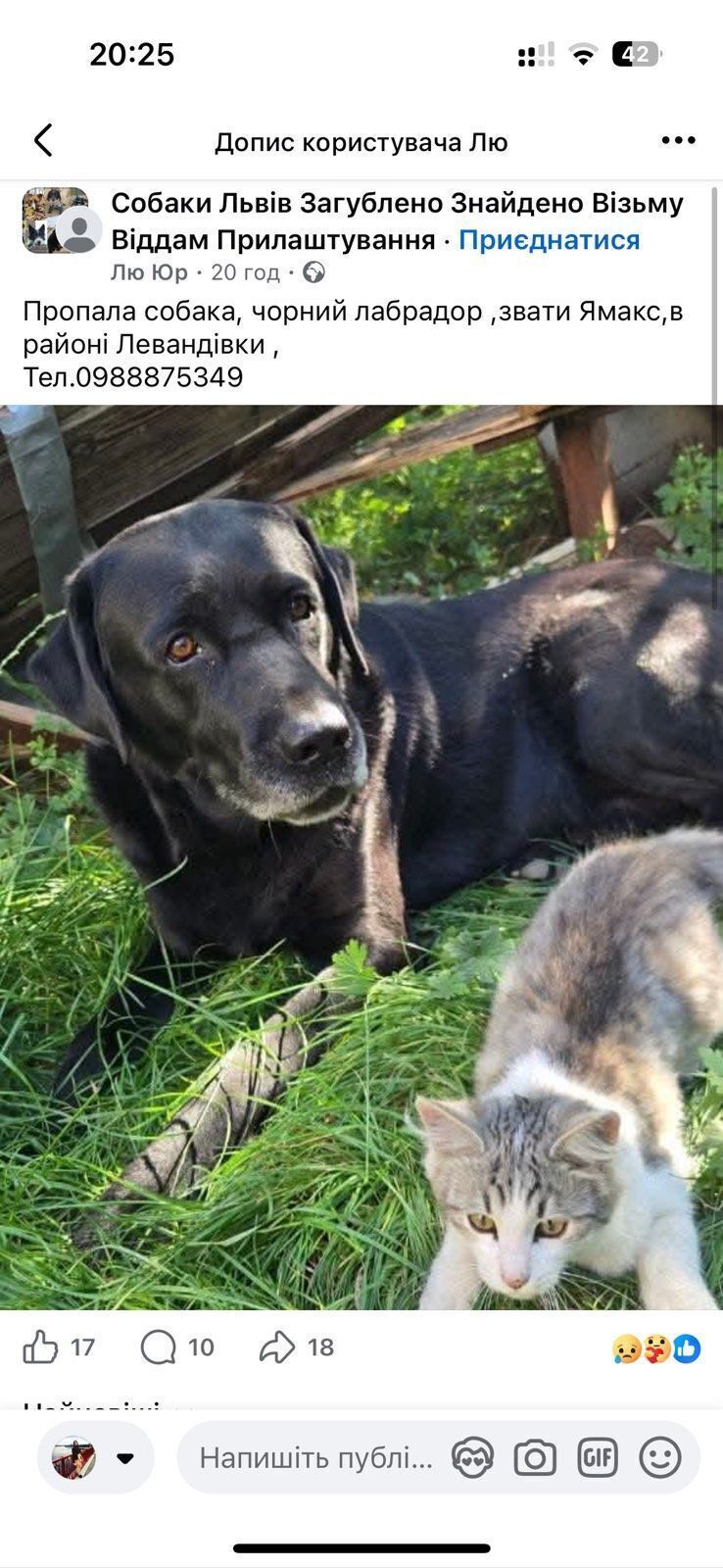 Зникла собака: чорний лабрадор Ямакс, Львів