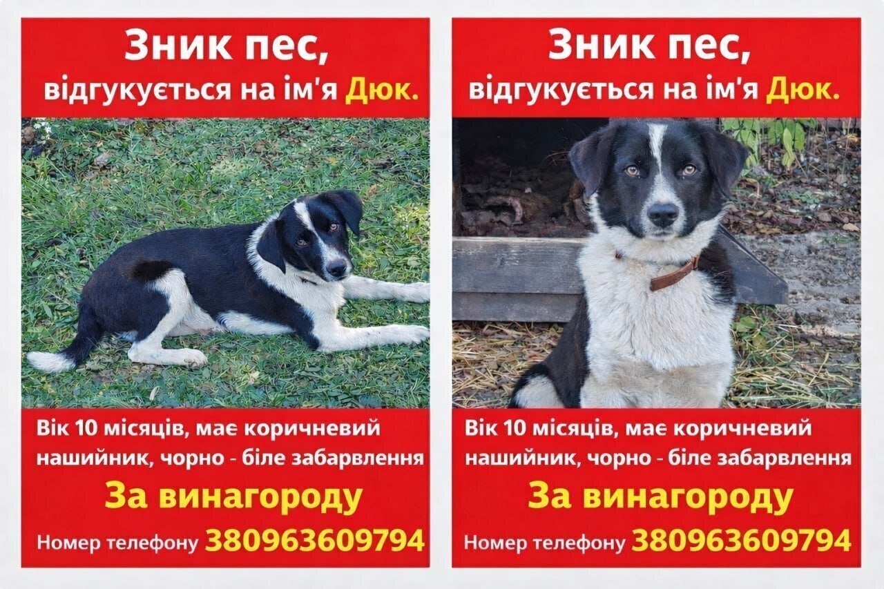 Зникла собака в Трушках: 10 місяців, чорно-біла