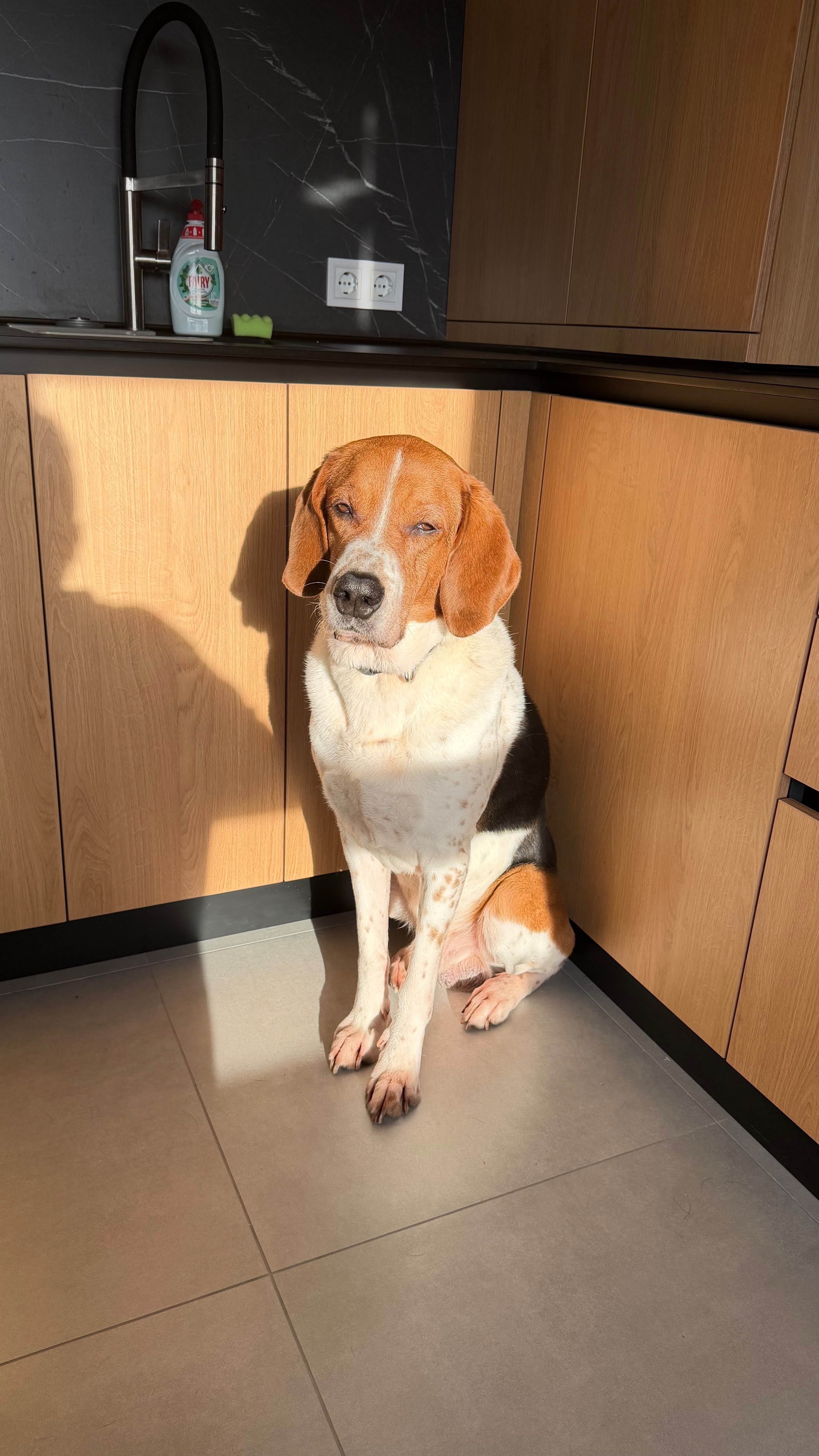 Зникла добра гончак: Верховинська громада