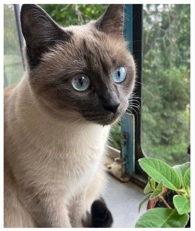 Зникла сіамська кішка на Зоологічній, 12/15