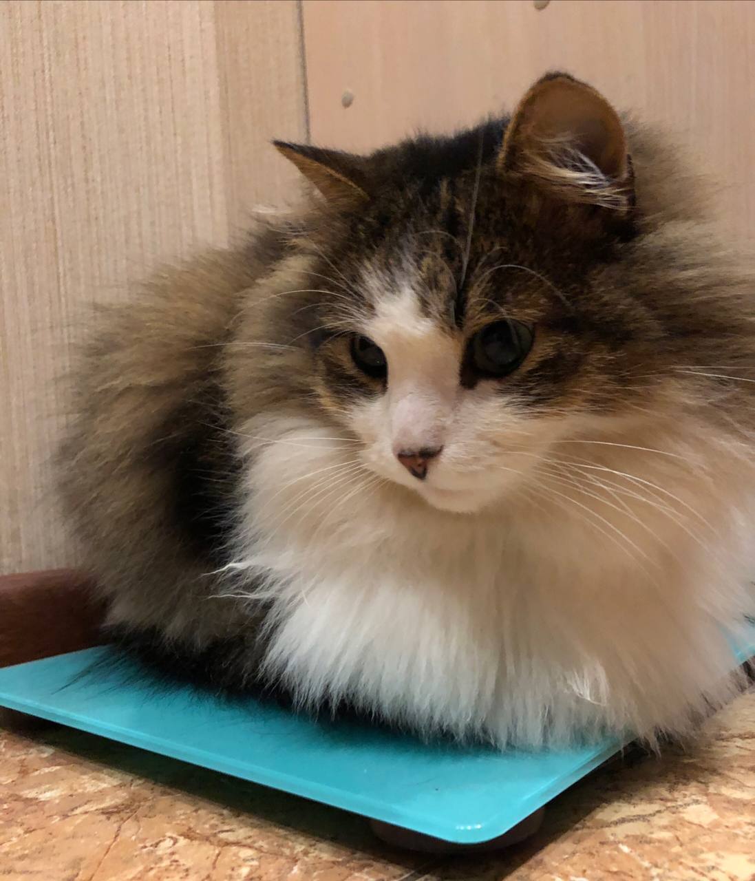 Зникла пухнаста кішка Боня у Вінниці