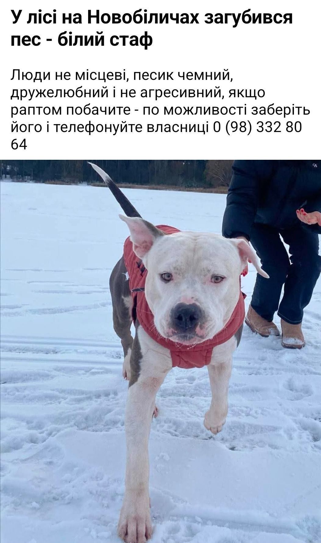 Зникла собака Амстафф на Підлісній, Київ