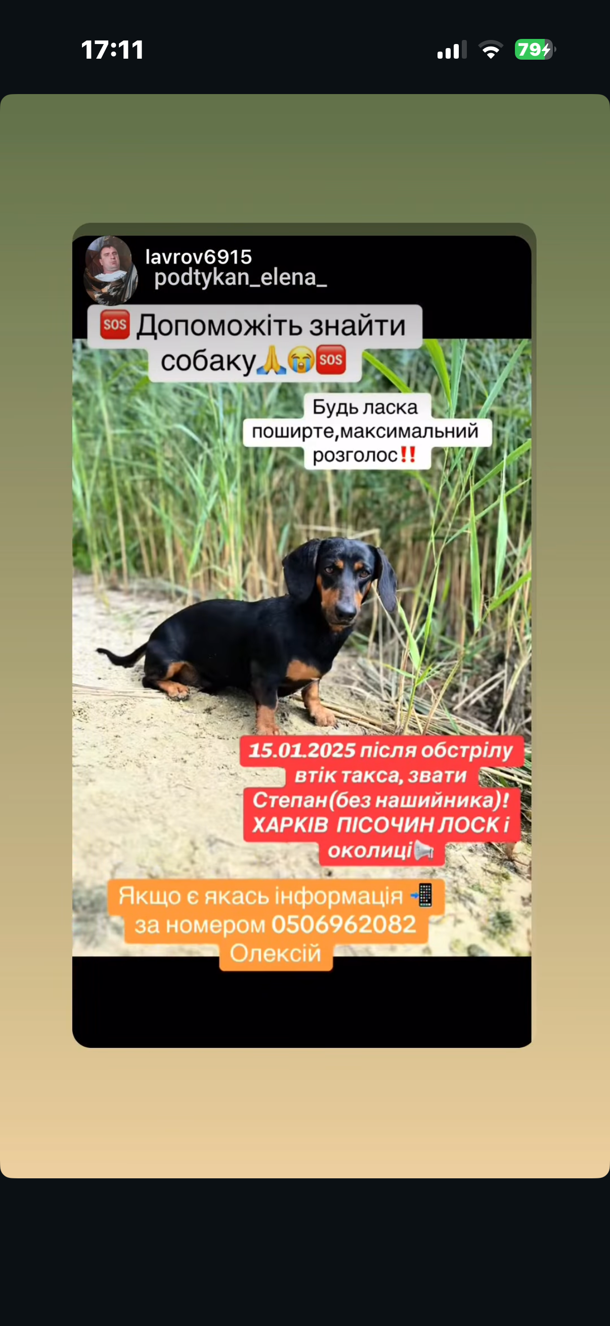 Зникла собака в Пісочині: допоможіть знайти!