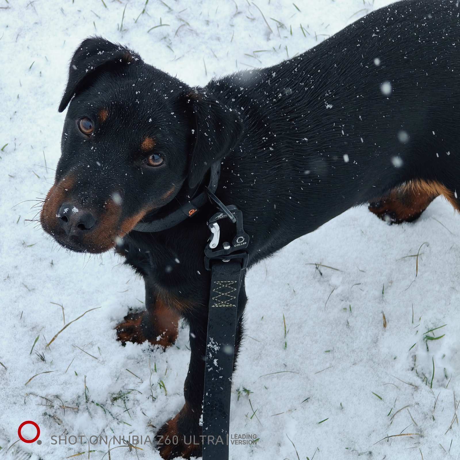 Зникла собака в Черкасах: чорна з коричневим