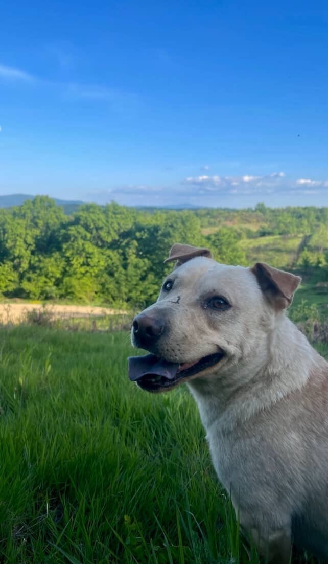Зникла собака на Народній площі, Іршава
