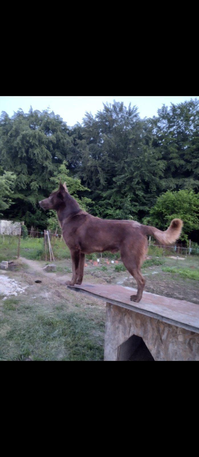 Зникла собака: шоколадна з білою грудкою