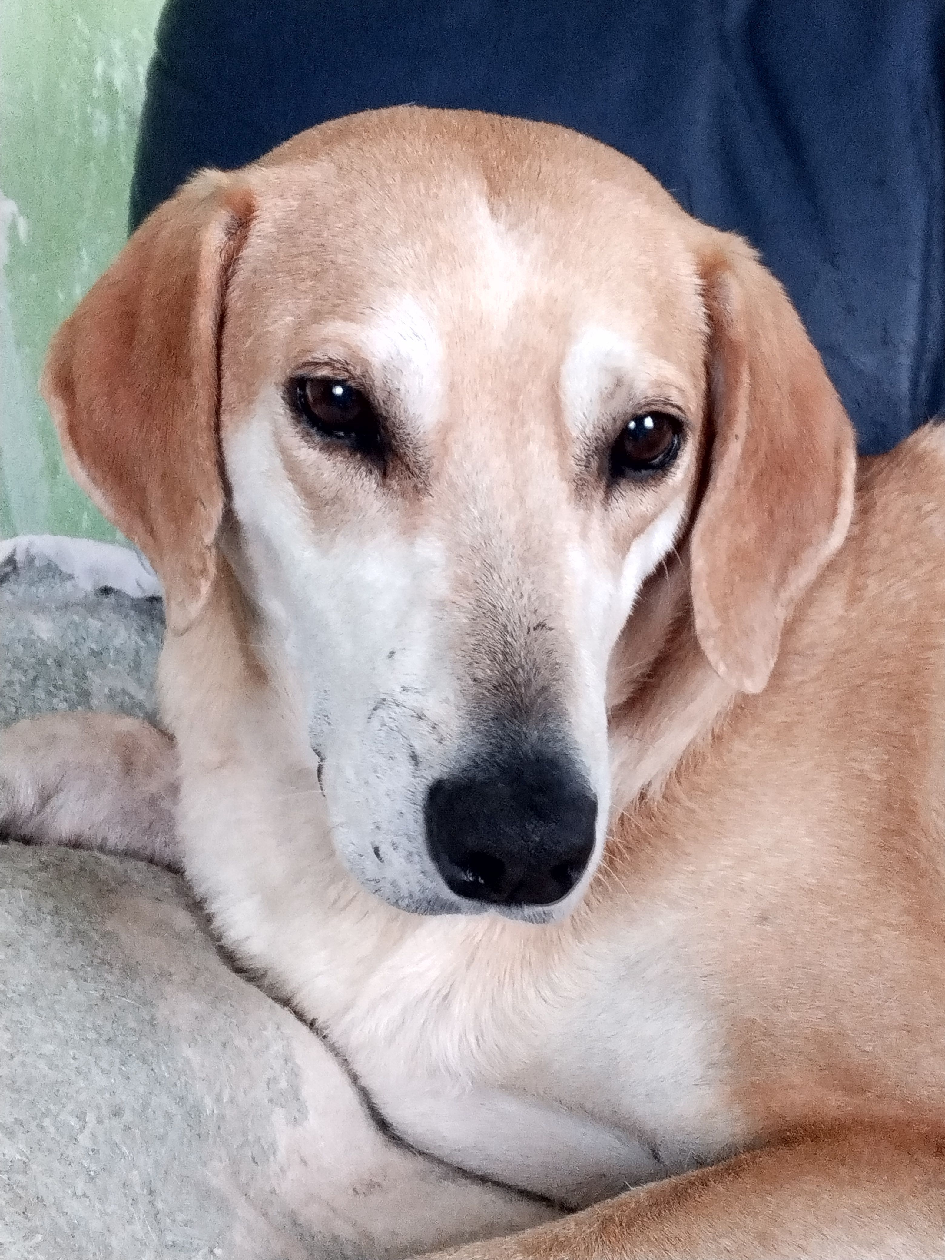 Зникла собака у Воскресинцях, допоможіть!