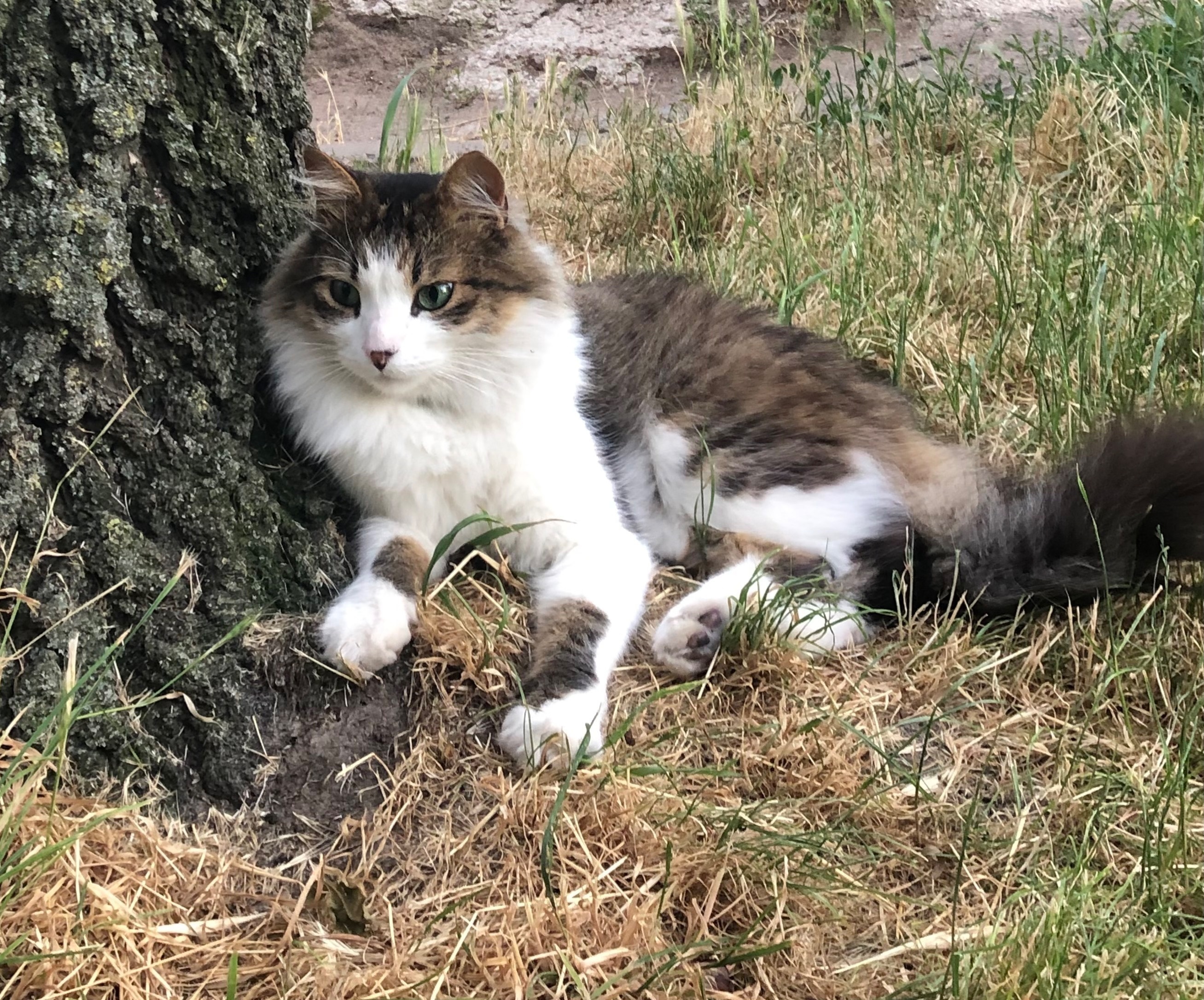 Зникла кішка Боня у Вінниці: допоможіть знайти!