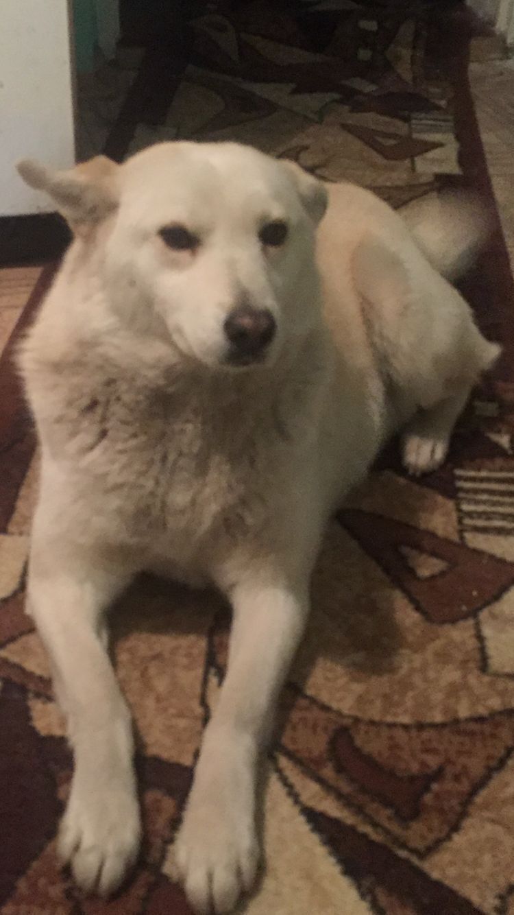 Зникла добра собака Білка в Чернівцях