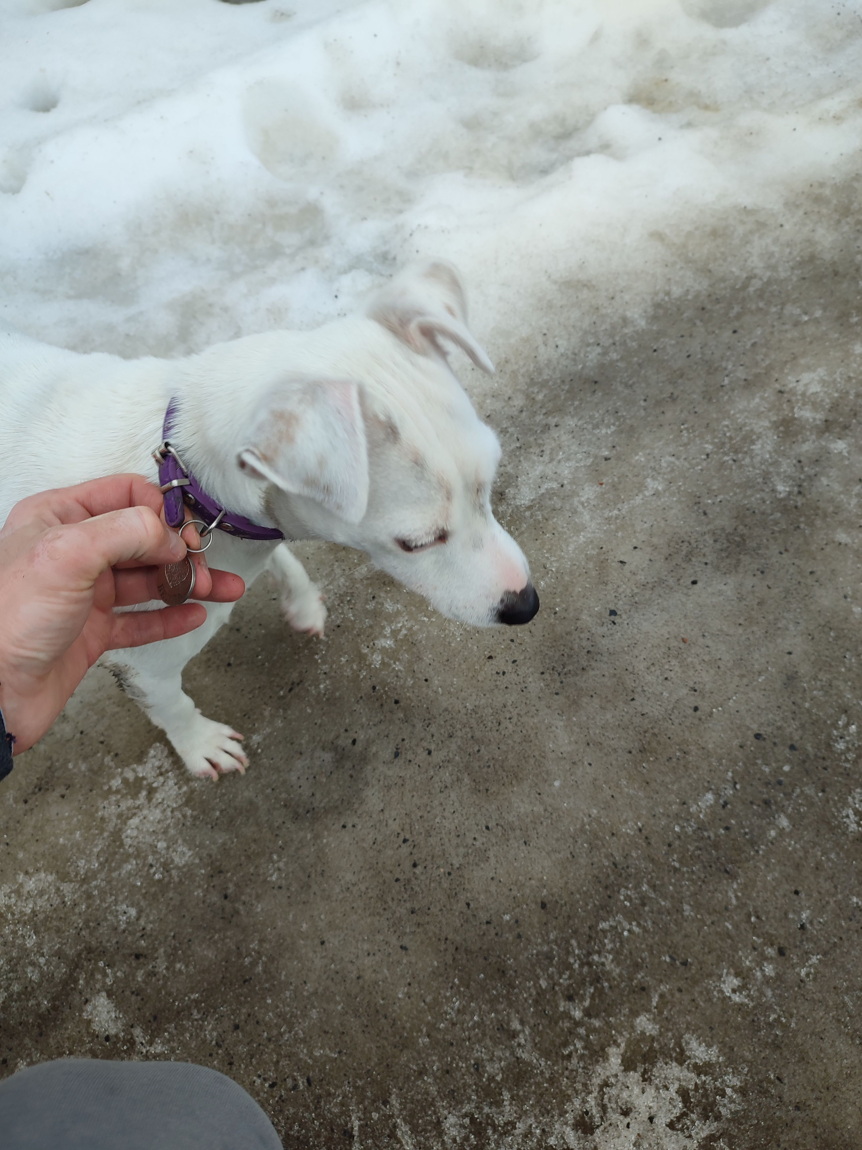 Знайдено собаку Беллу в Ужгоро...