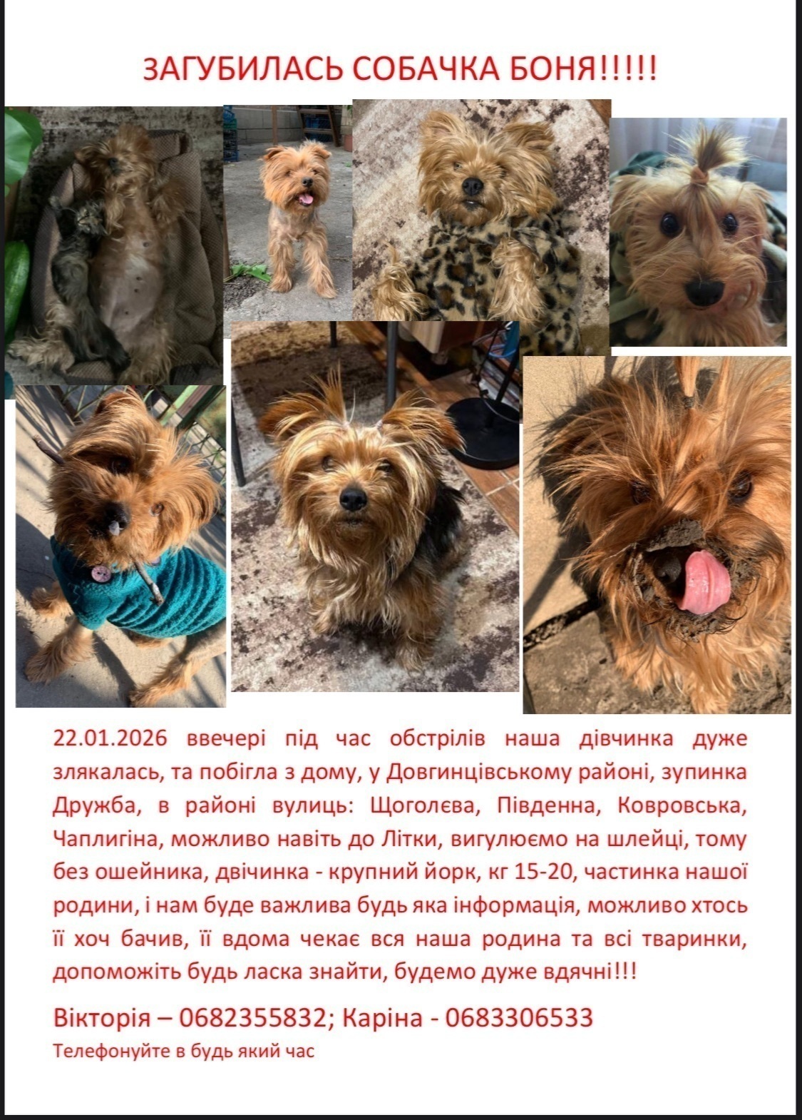 Зникла собака в Кривому Розі: йорк 15 кг