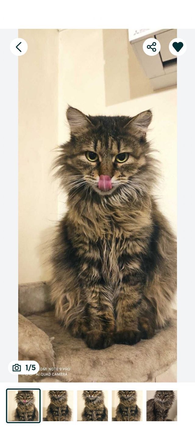 Зникла тигрова кішка Ліса в Крюківщині