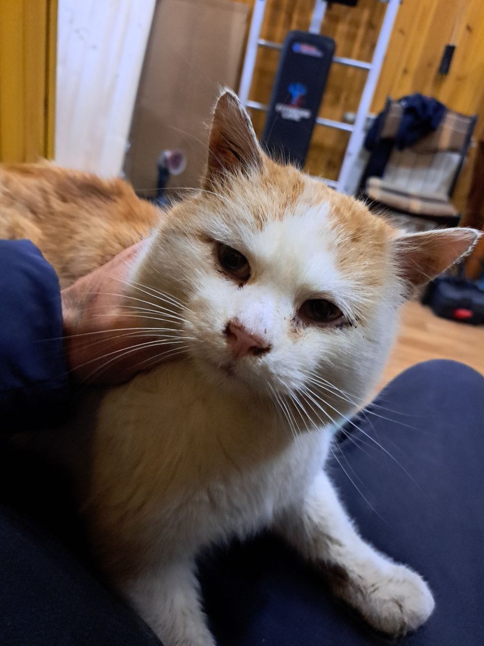 Рижий котик з білою мордочкою та білими лапками. Допоможіть знайти котика.Пропав 28 січня в районі ветклініки VetHelp на Ювілейній.Озивається на кличку Степан.Вискочив з рук біля клініки,злякався шуму генераторів. 0677703121 Наталя