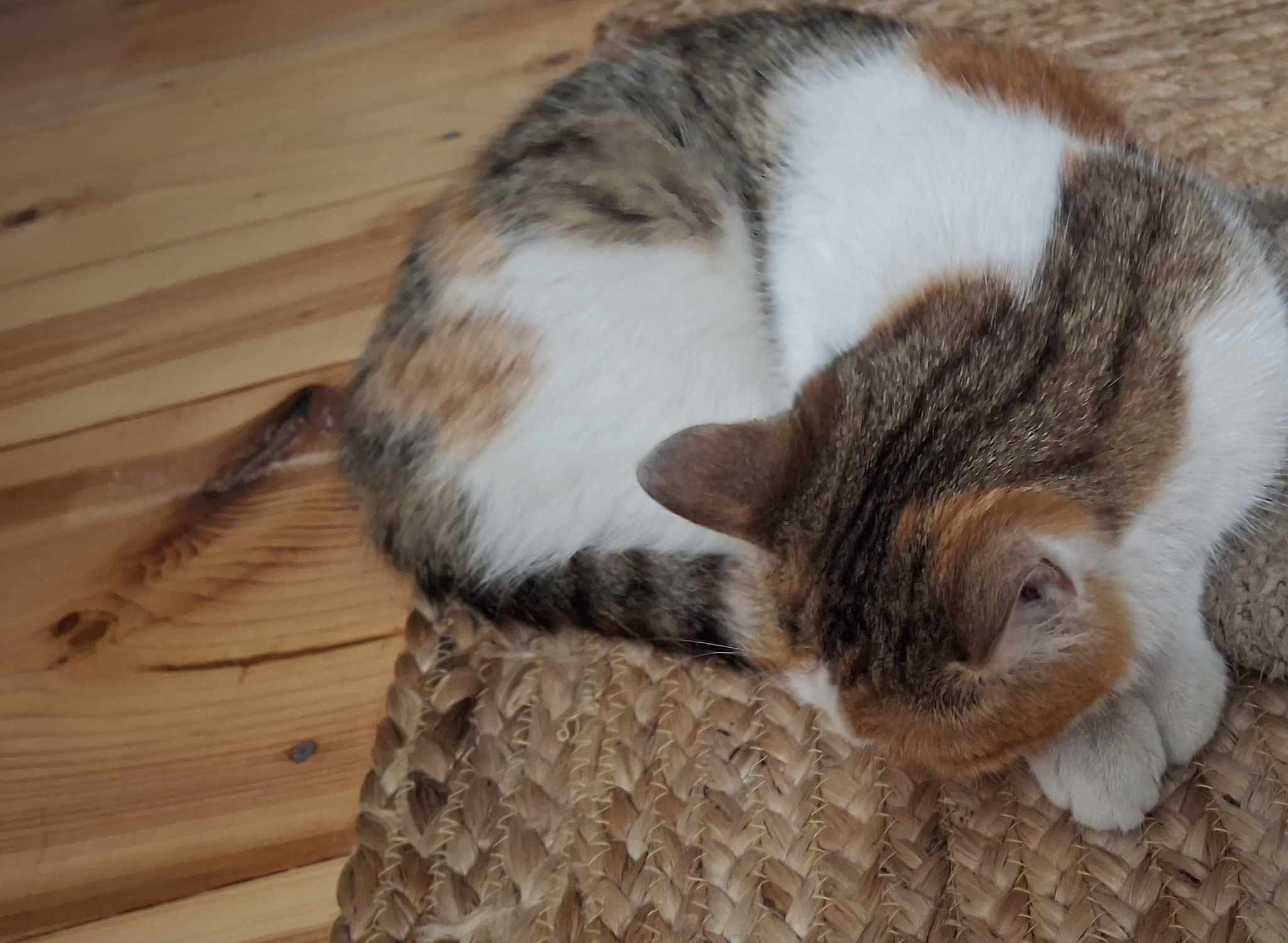 Зникла кішка на Пекарській, 14 у Львові