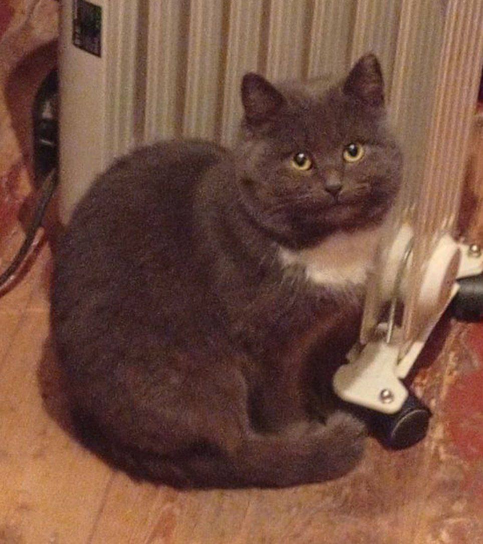 Зникла кішка з білою плямою на...