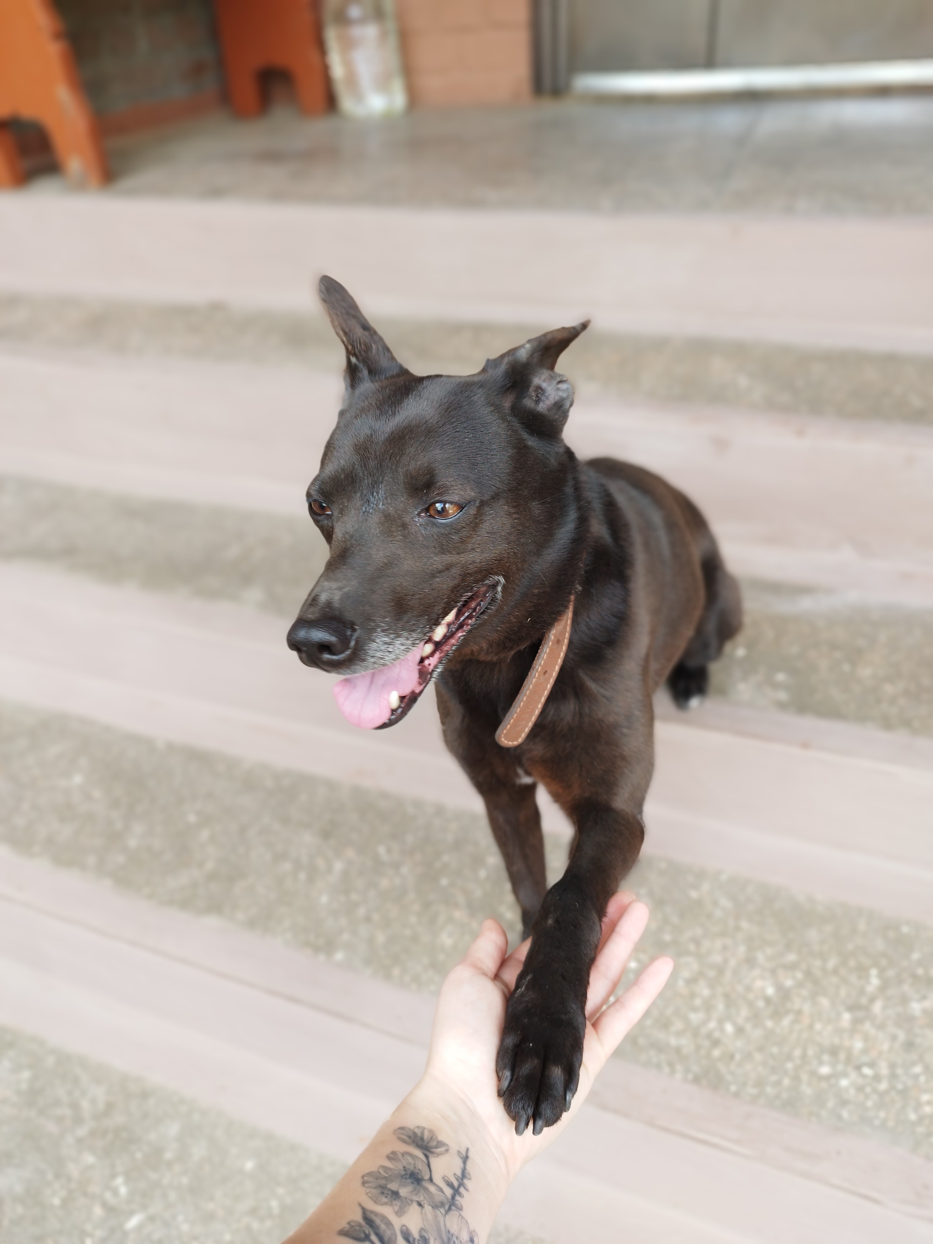 Зникла собака: короткошерста,...