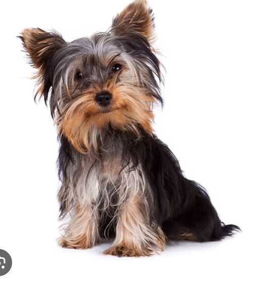 Зникла Міні Йорк: сіра шерсть, чолка, ІФ