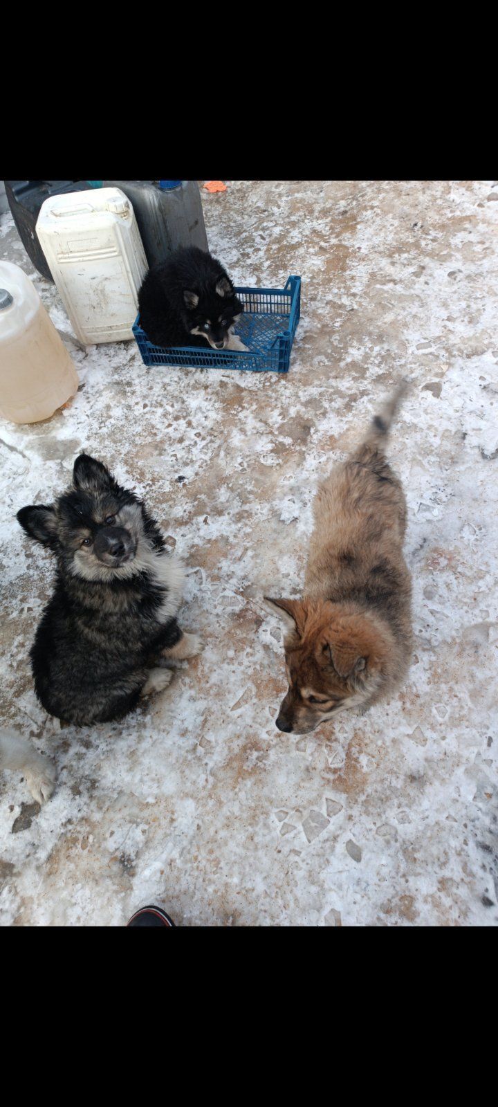 Щенок-хаски пропав в Утківці:...