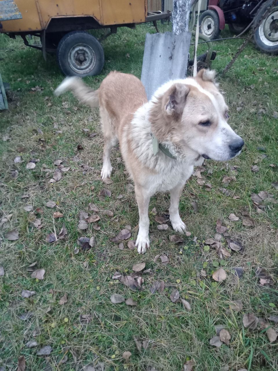Знайдено алабая в Новій Василі...