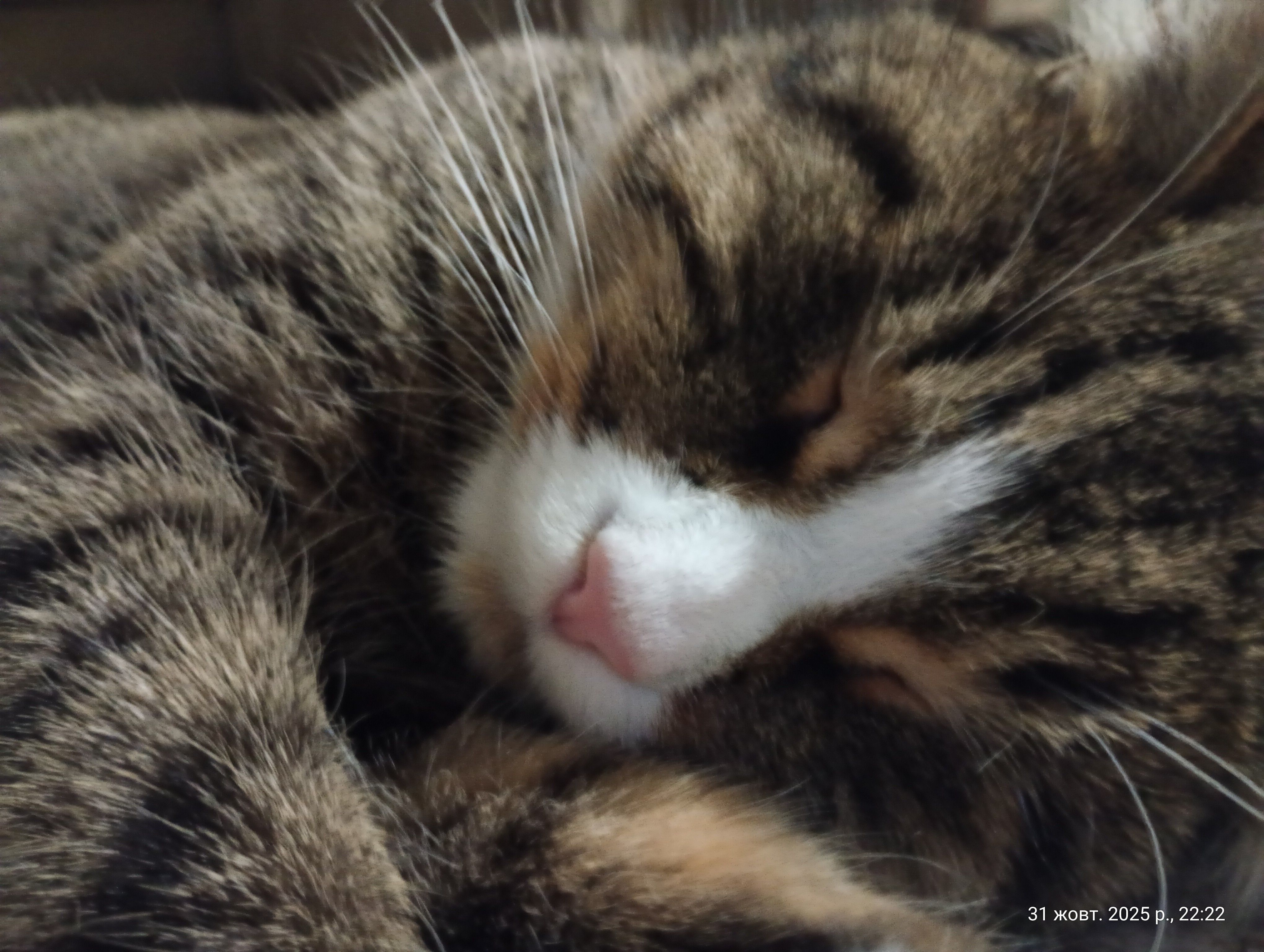 Зникла мейн-кун Кузя: Жовтий поводок, Ромни