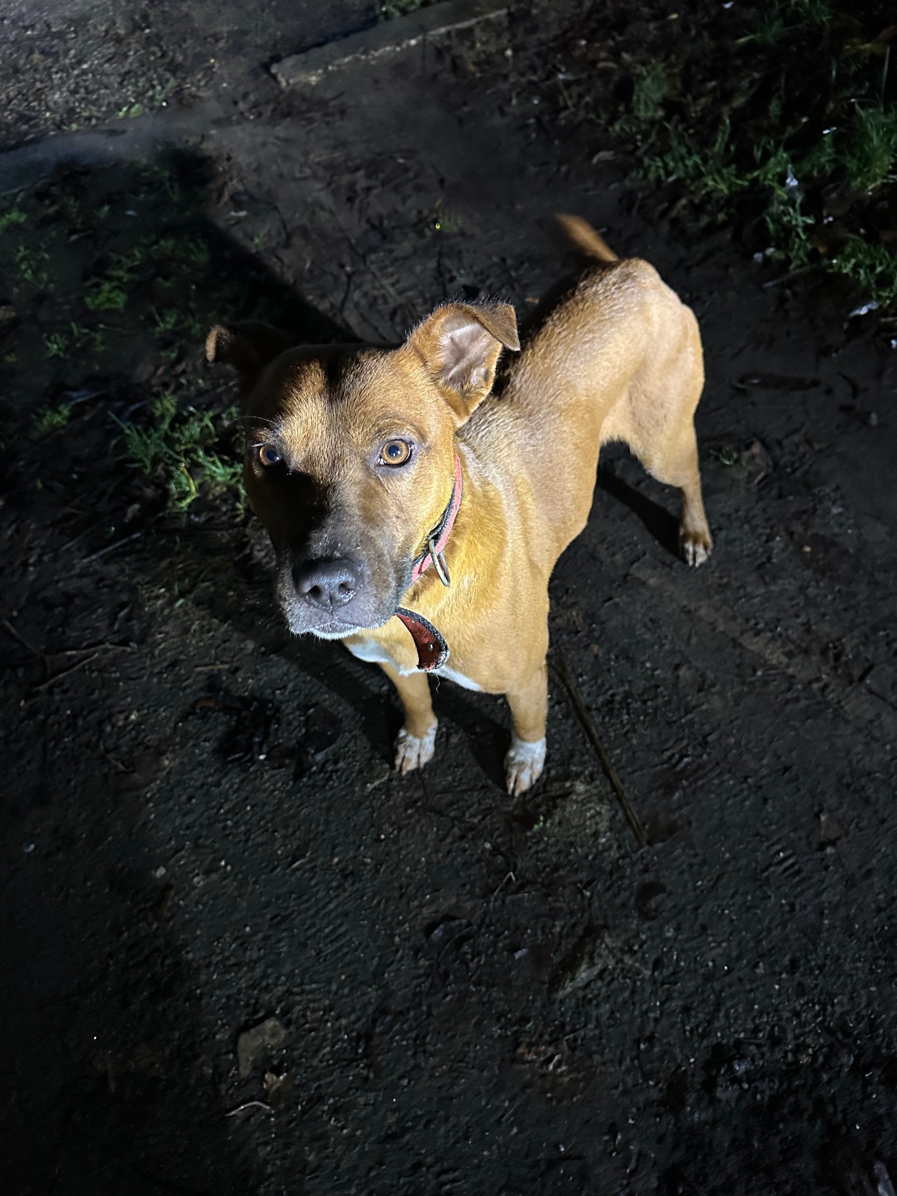 Знайдено собаку з нашийником у...