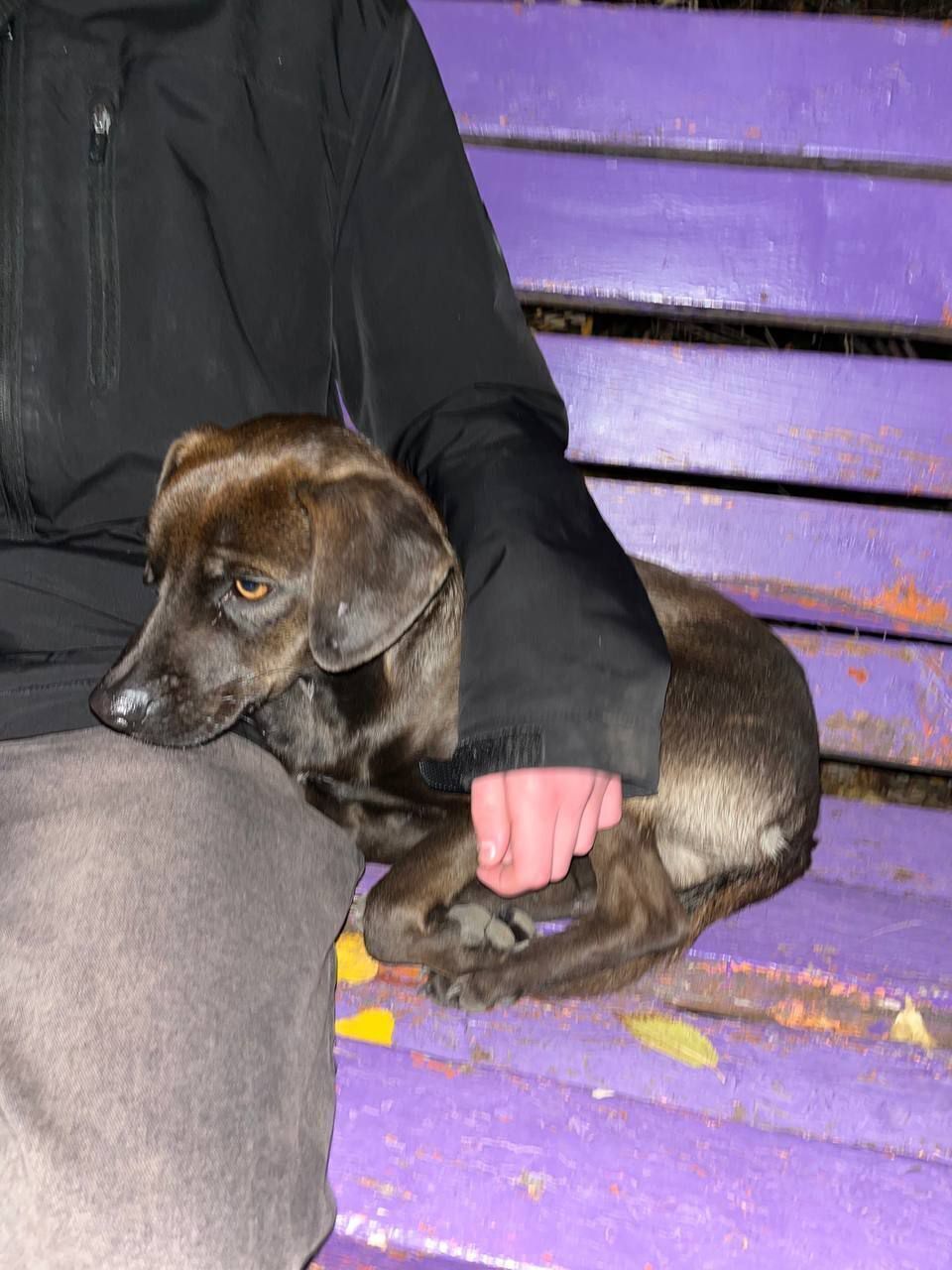 Знайдена собака на Солідарній,...