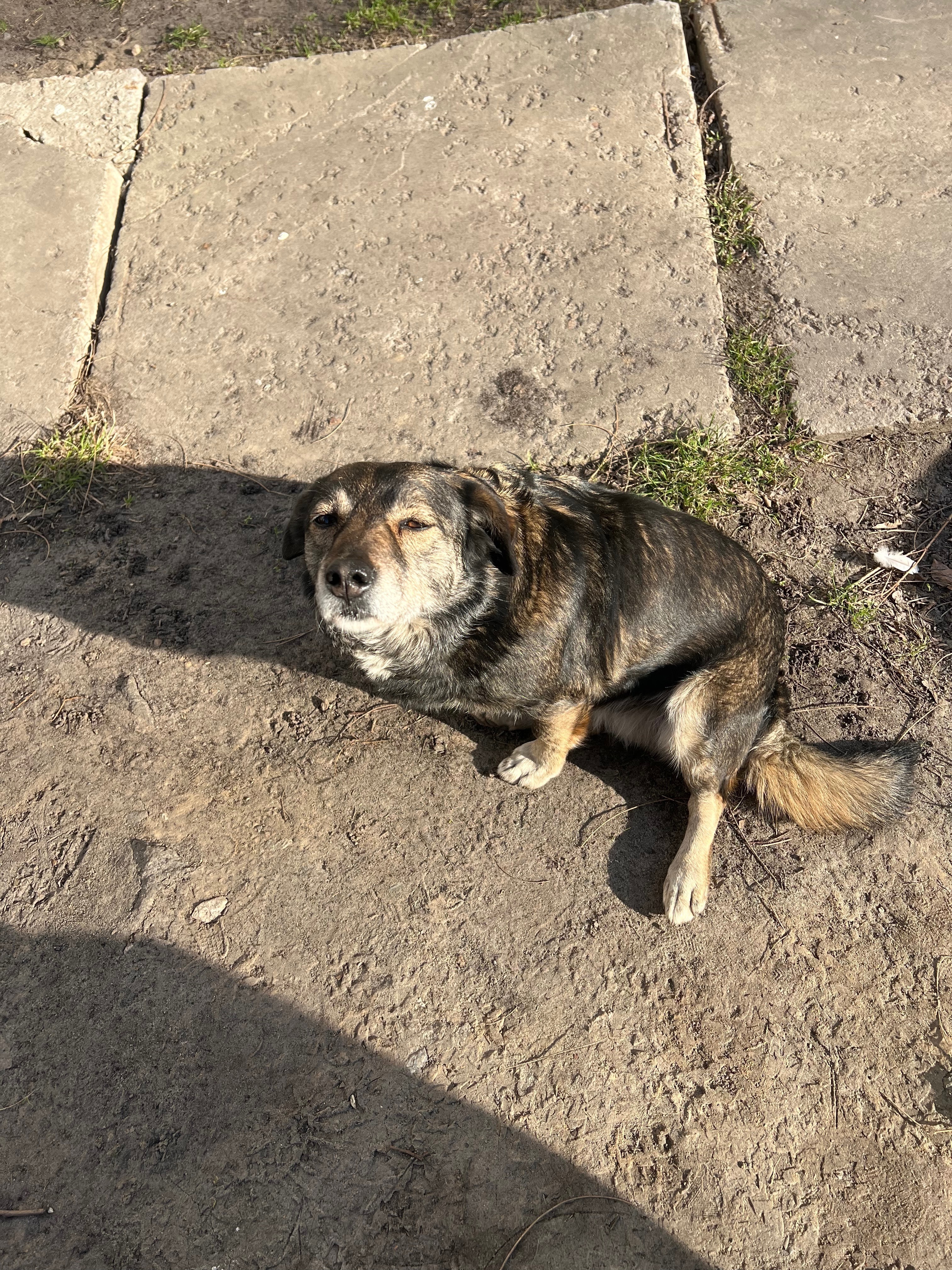 Зникла сіренька собака, Білогородка