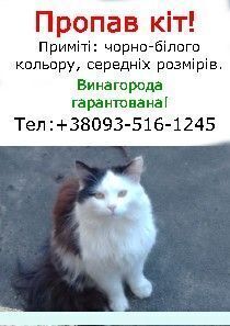 Зникла чорно-біла кішка на Елеваторній, Чернігів