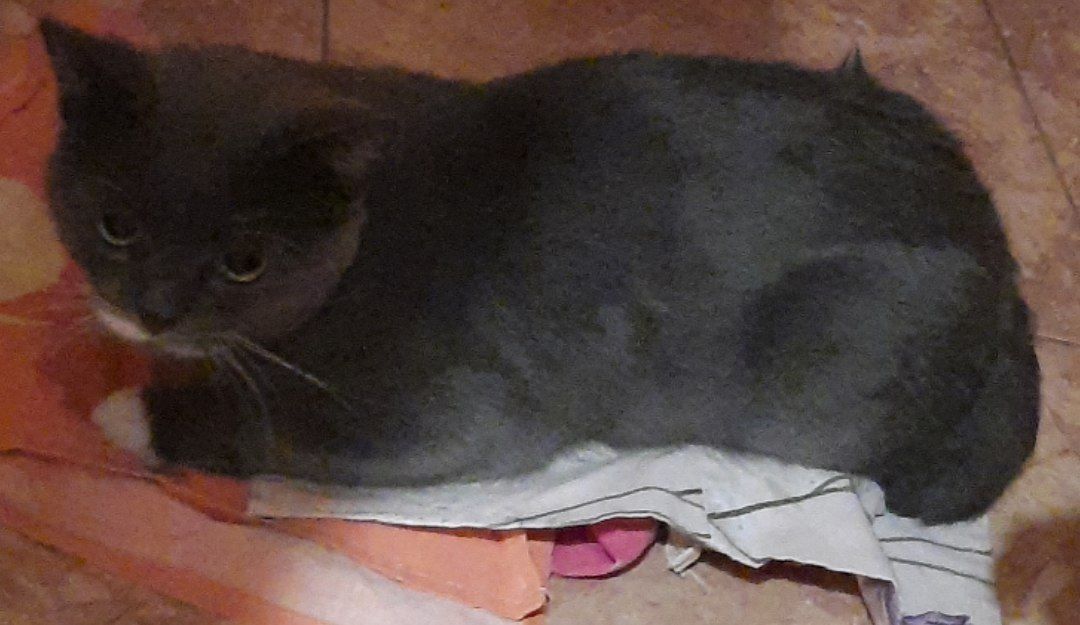 Знайдено сірого кота з білими...