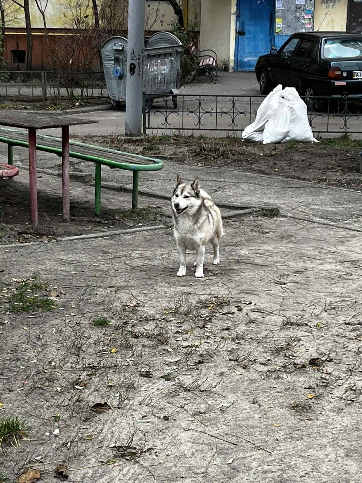 Знайдено активного собаку на п...