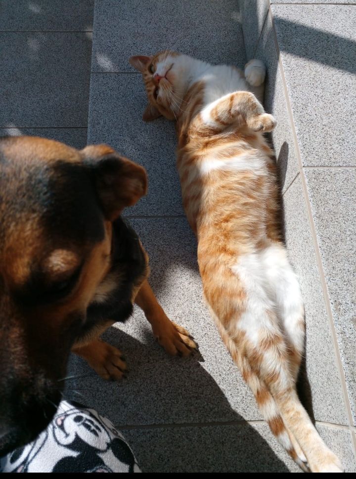 Зник рудий котик у Тростянці, допоможіть!