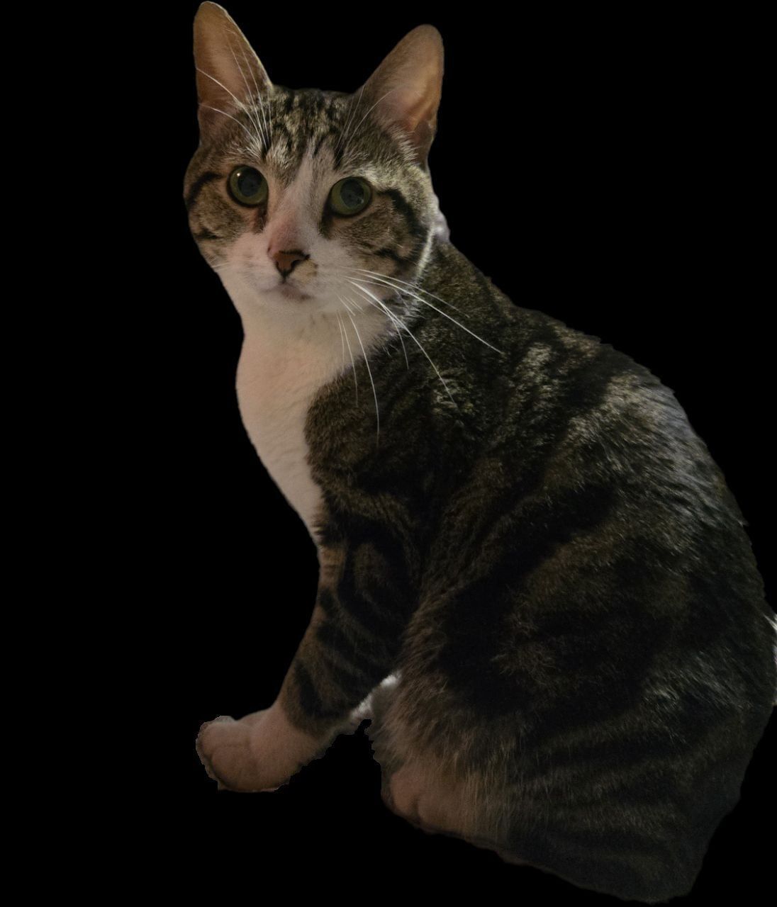 Знайдена домашня кішка на Ново...