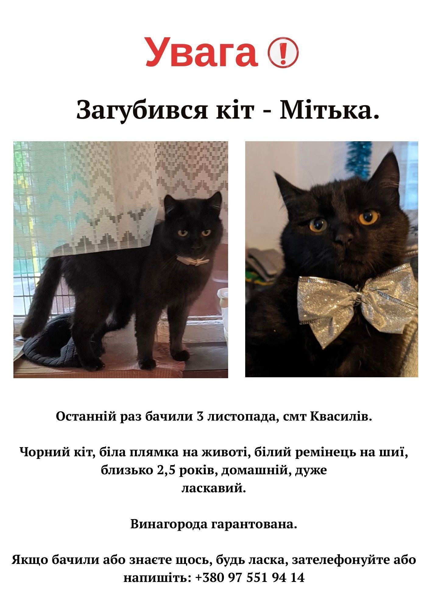 Зникла кішка в Квасилові: допоможіть знайти!